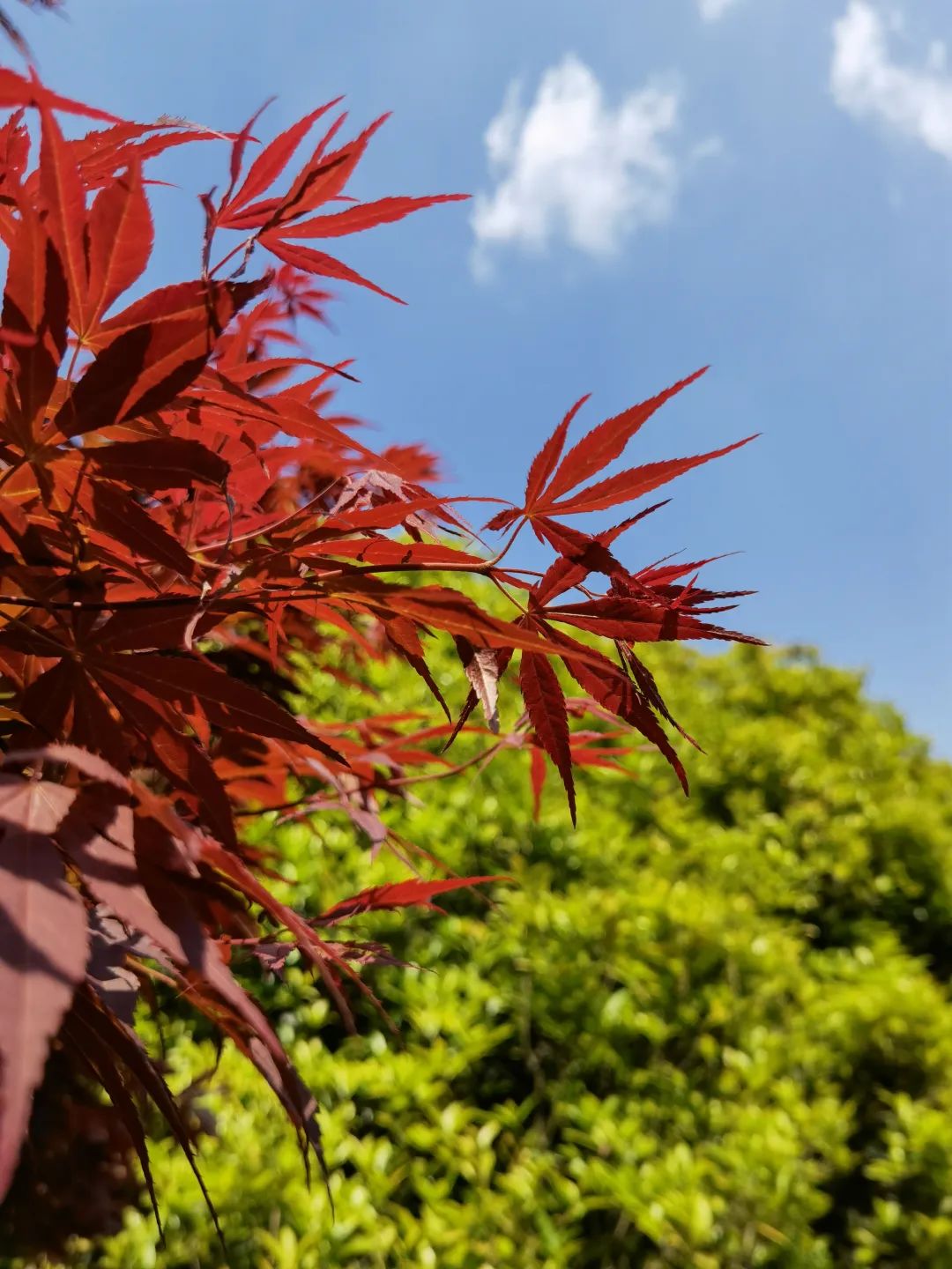 昆明信息港/cnkmxxg