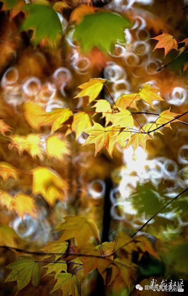 昆明市黑龙潭公园