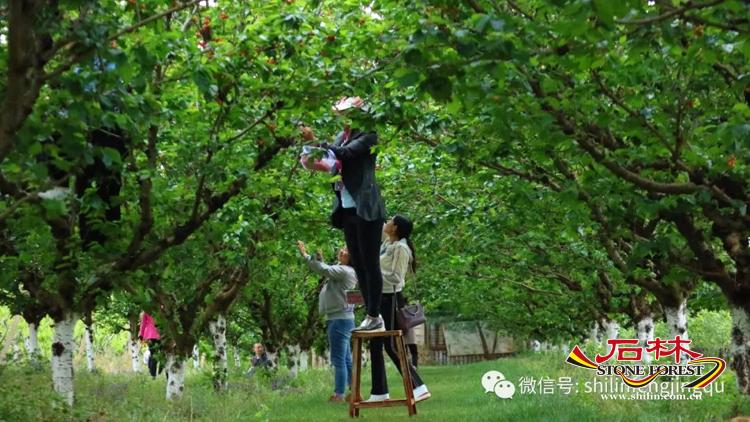 石林旅游网