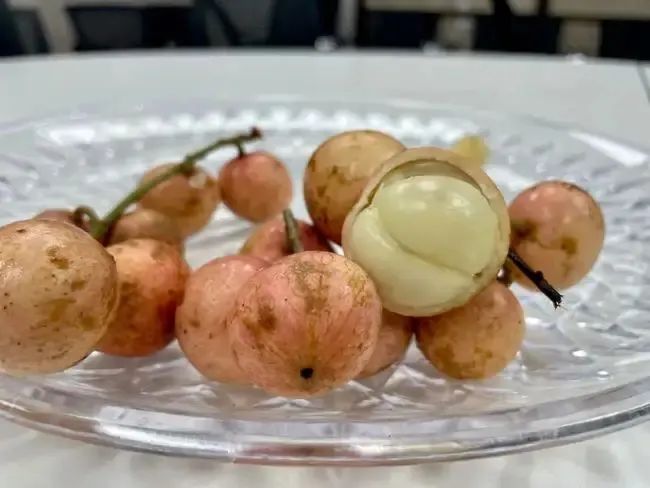 西双版纳望天树景区