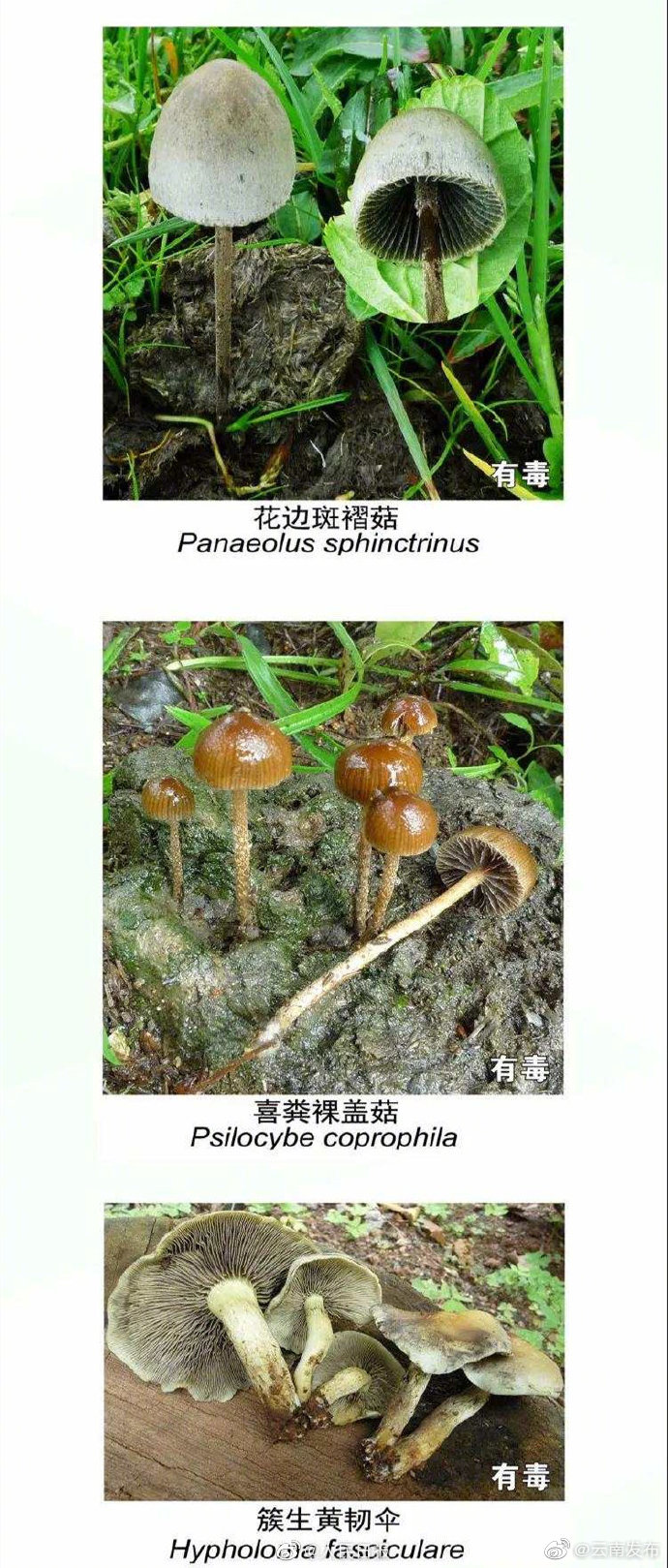 “云南发布”微博