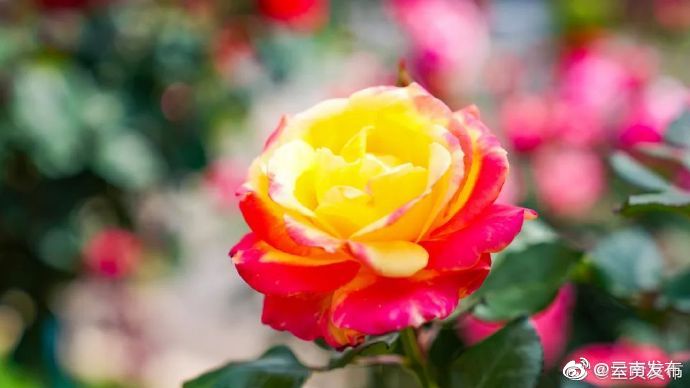 “云南发布”微博