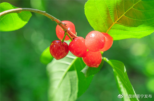 昆明晋宁发布