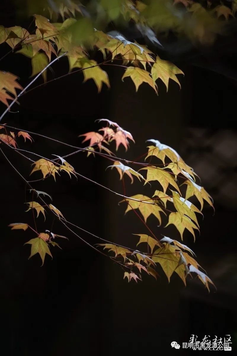 昆明市黑龙潭公园