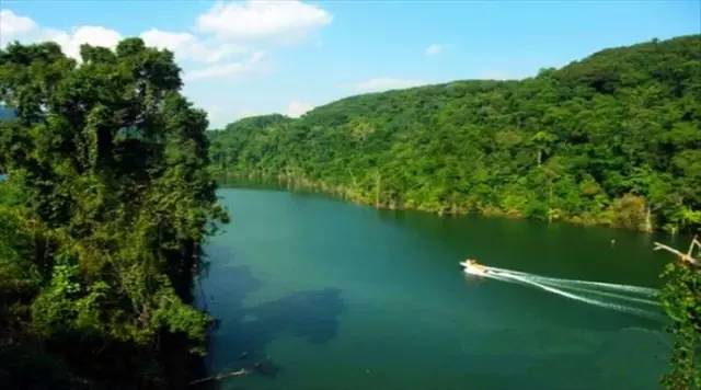 西双版纳望天树景区