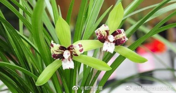 昆明市西山区发布