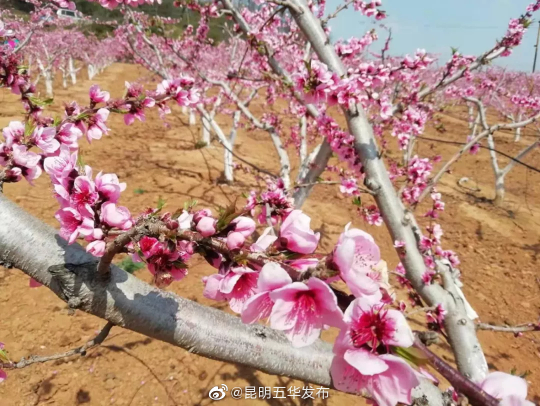 “昆明五华发布”微博