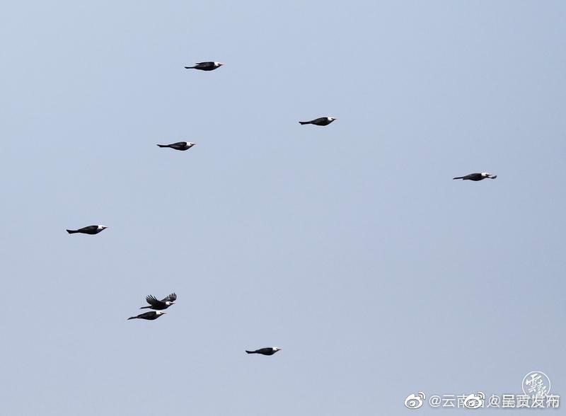 呈贡发布