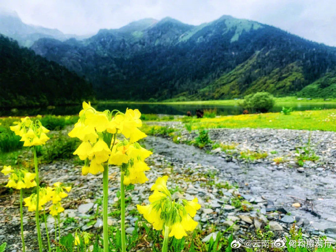 “云南发布”微博