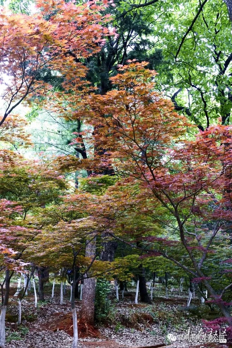 昆明市黑龙潭公园