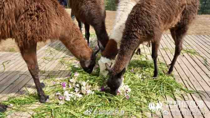 “昆明官渡发布”微博