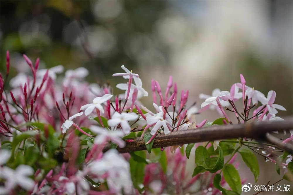 腾冲文旅微博