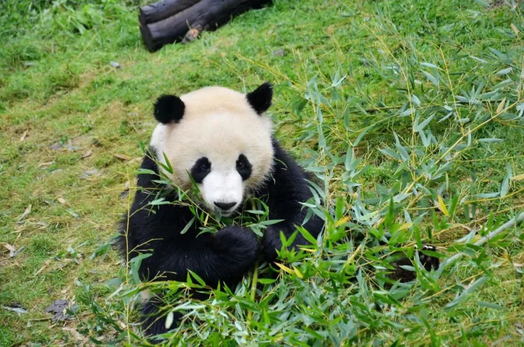 云南野生动物园