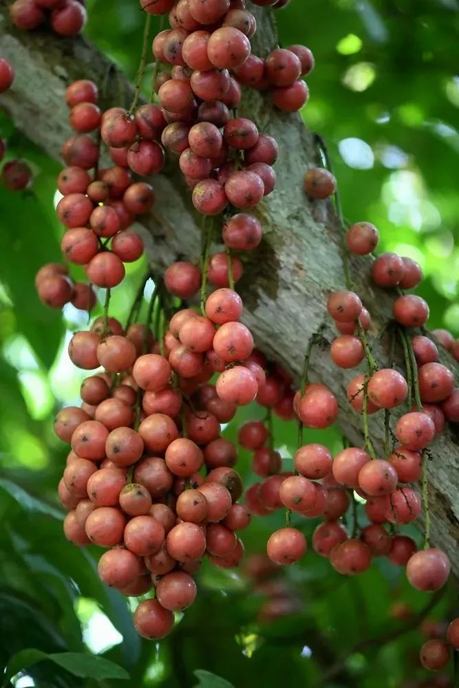 西双版纳望天树景区