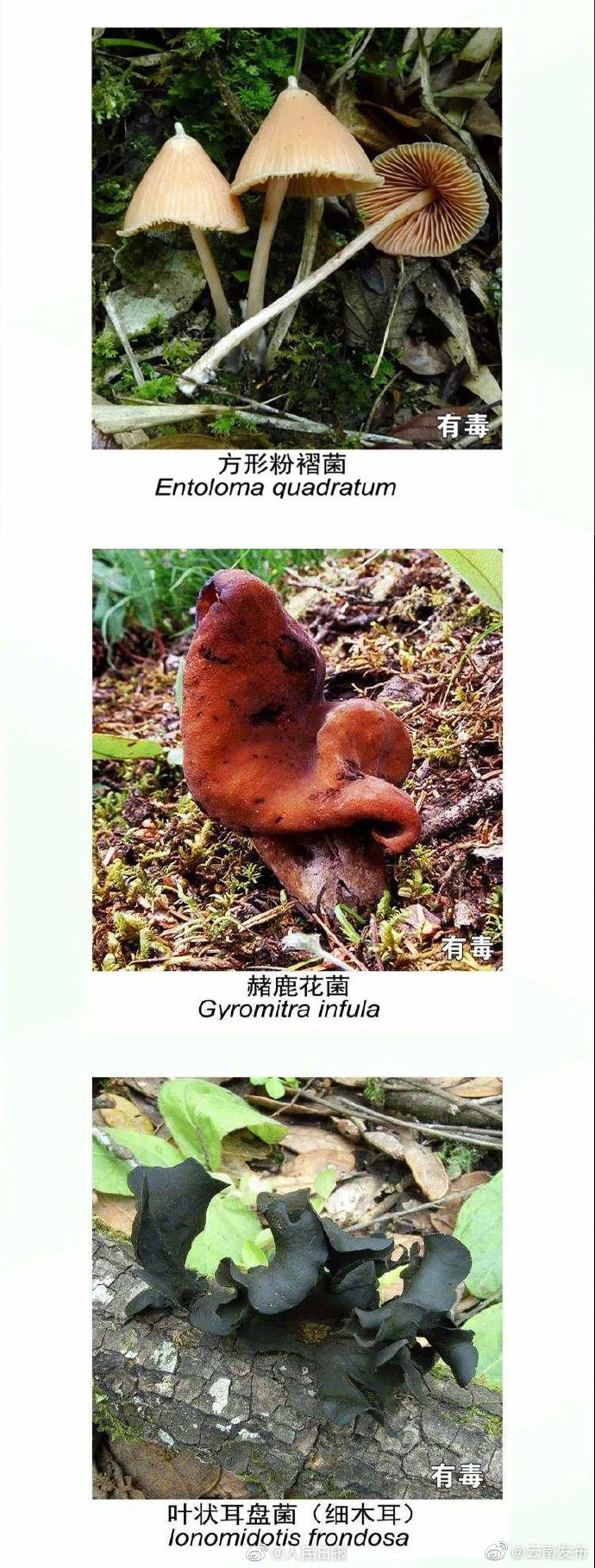 “云南发布”微博