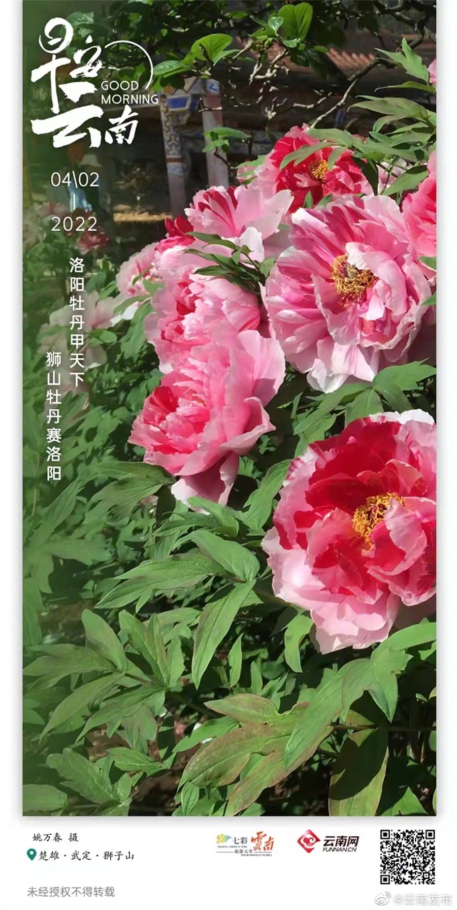 在中国海拔最高的牡丹园，看一场盛世繁花