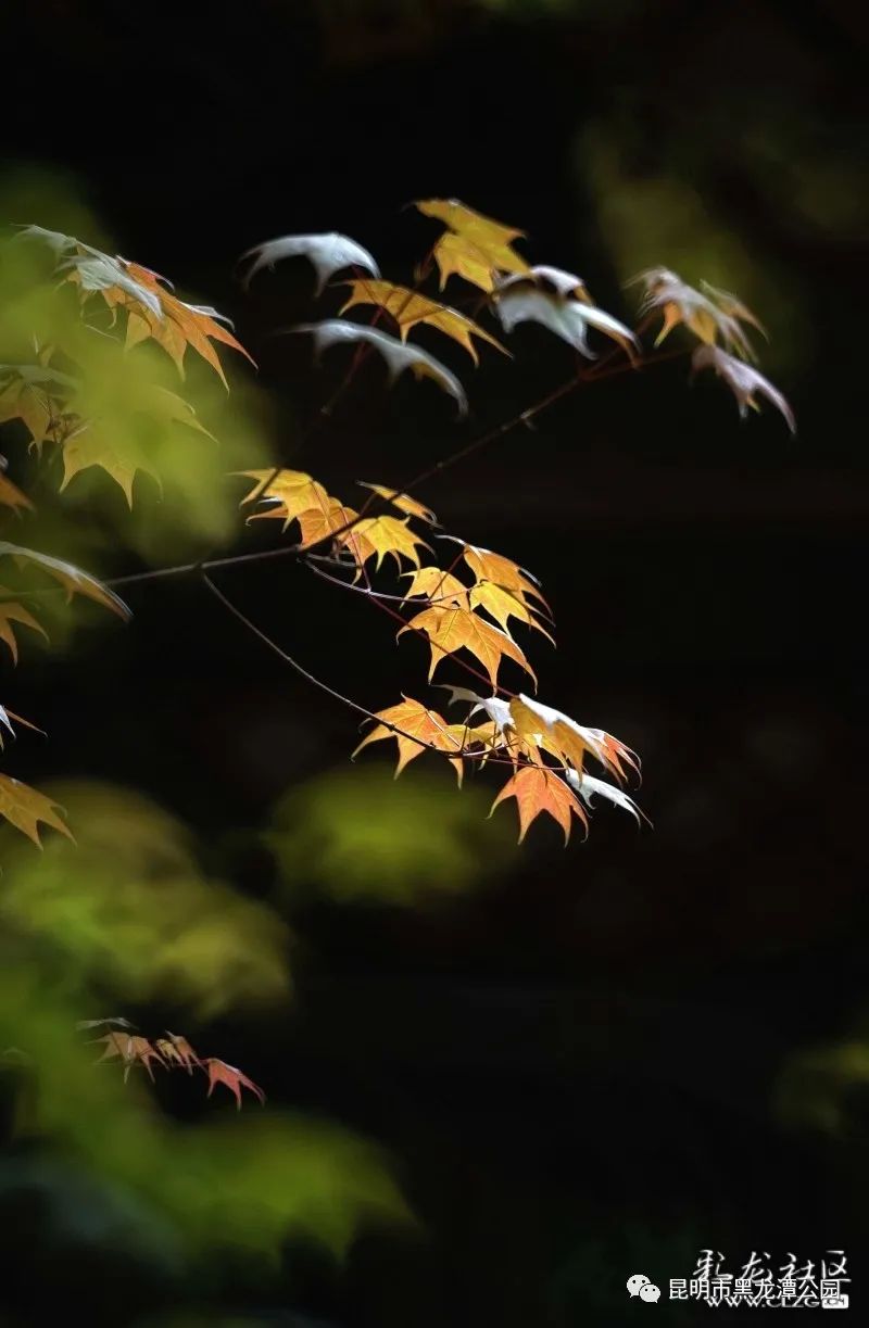 昆明市黑龙潭公园