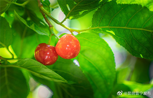 昆明晋宁发布