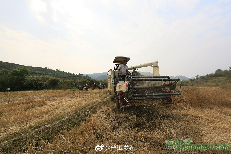 普洱市粮食生产开局良好