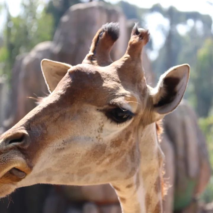云南野生动物园