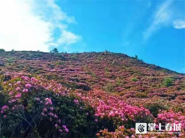 掌上春城微信公众号