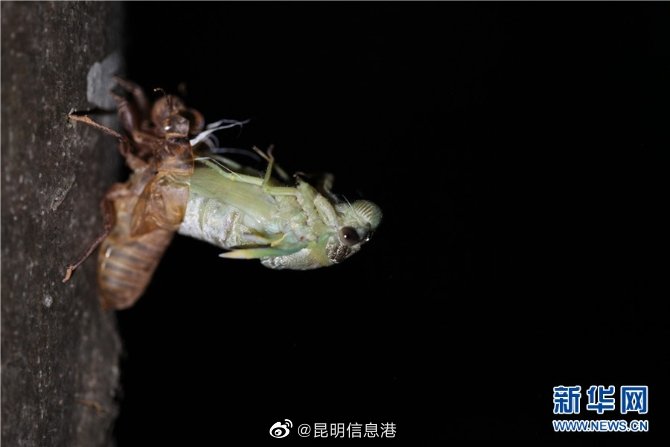 昆明信息港