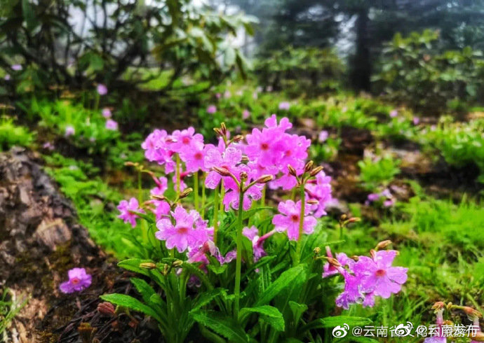 “云南发布”微博