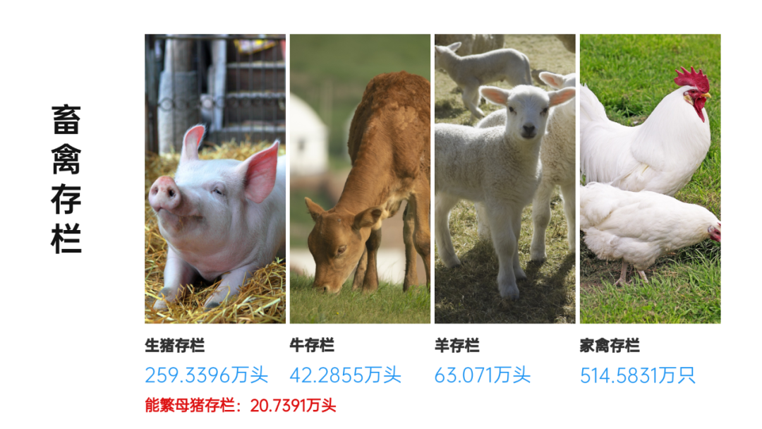 昭通日报