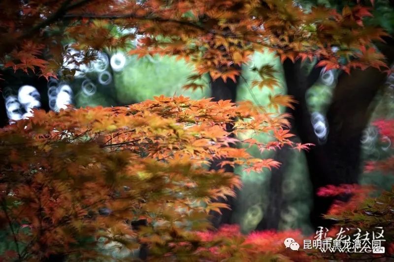 昆明市黑龙潭公园