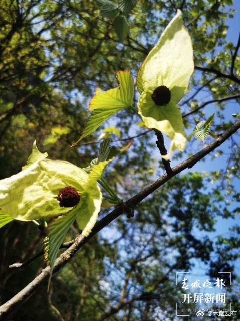 “云南发布”微博