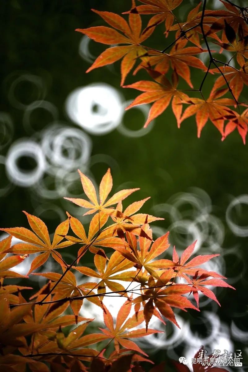 昆明市黑龙潭公园