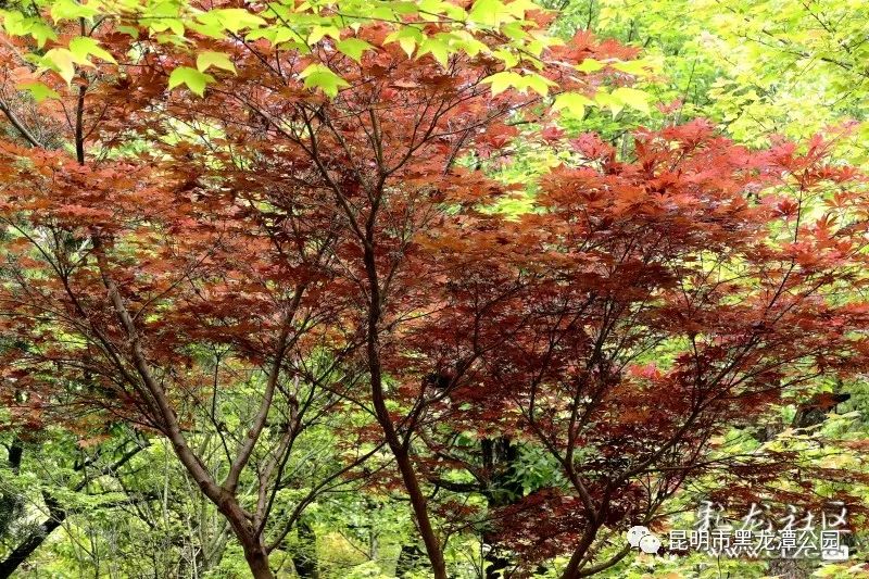 昆明市黑龙潭公园