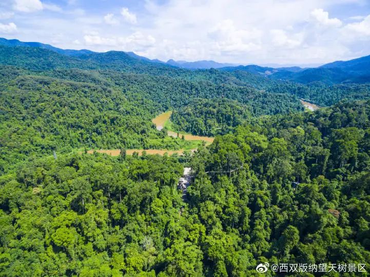 西双版纳望天树景区