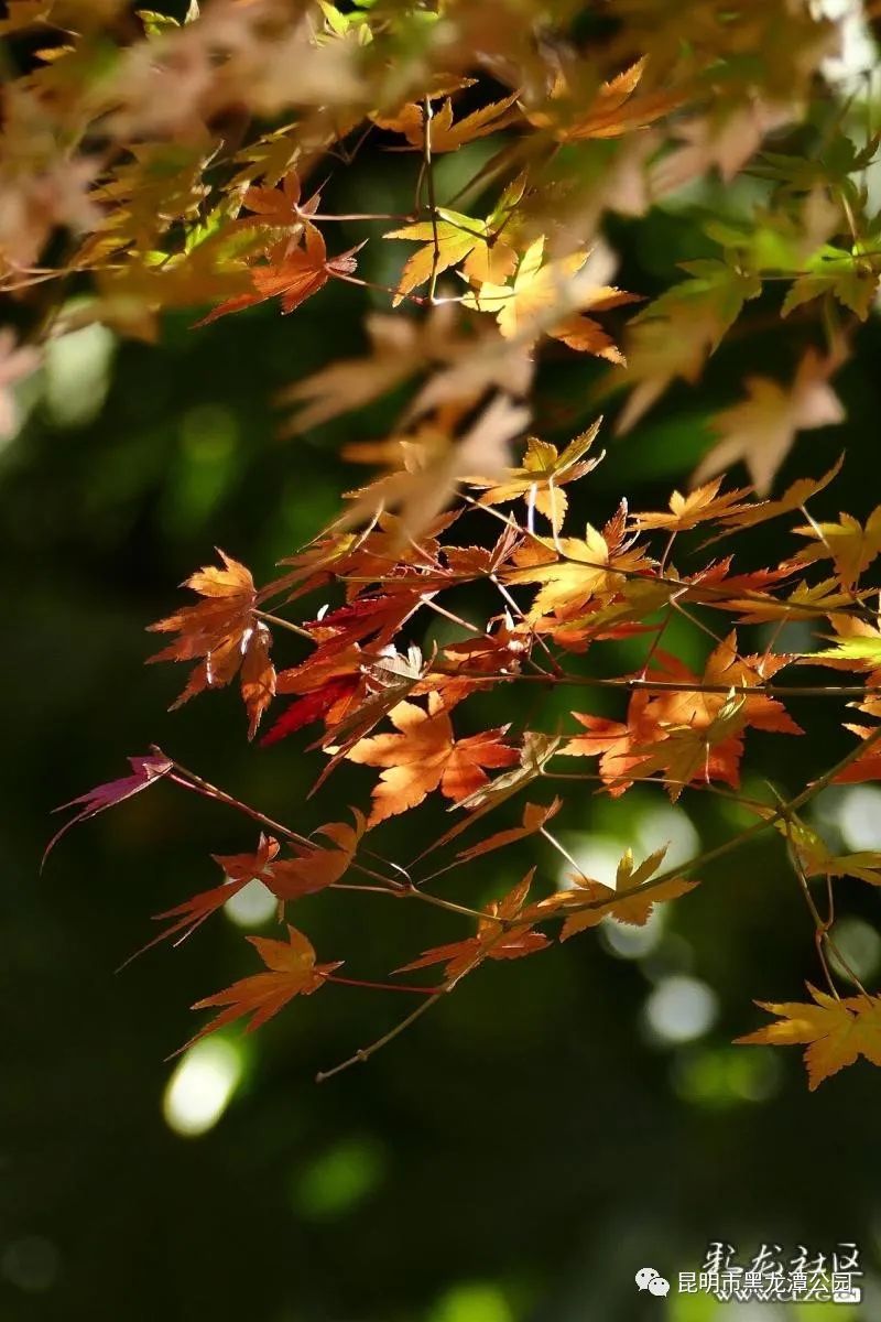 昆明市黑龙潭公园