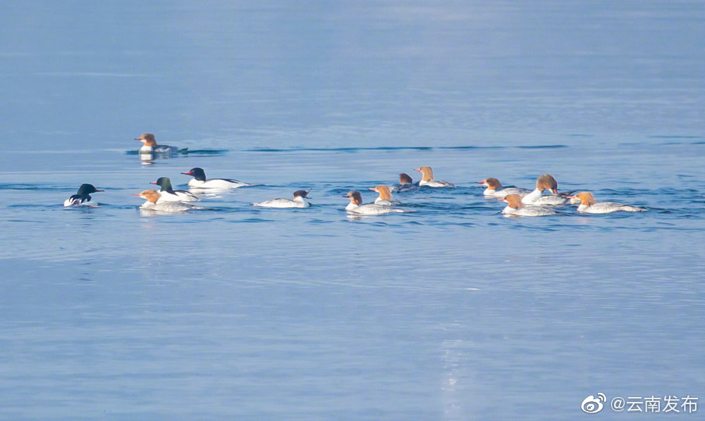 “云南发布”微博