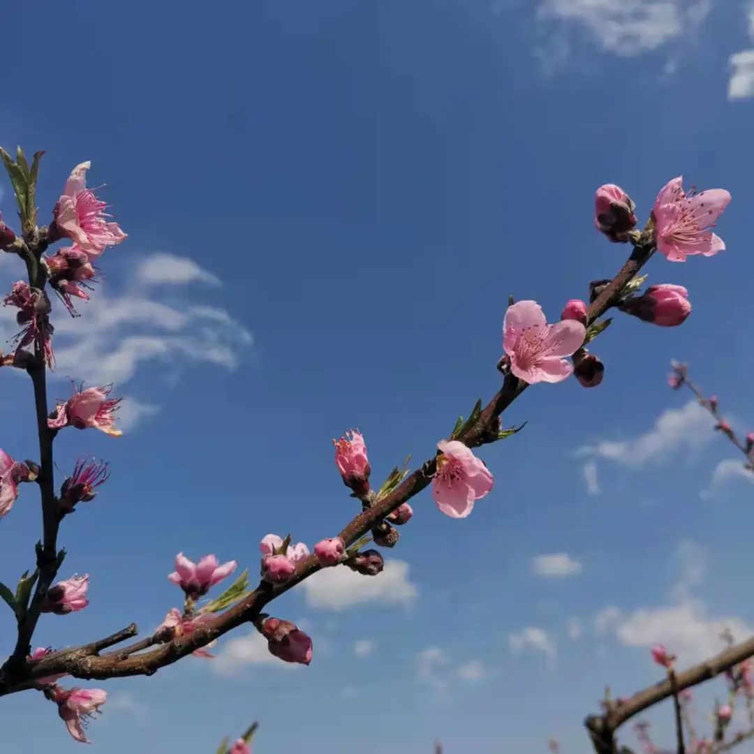 蒙自中医
