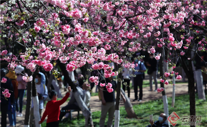 云南省文化和旅游厅