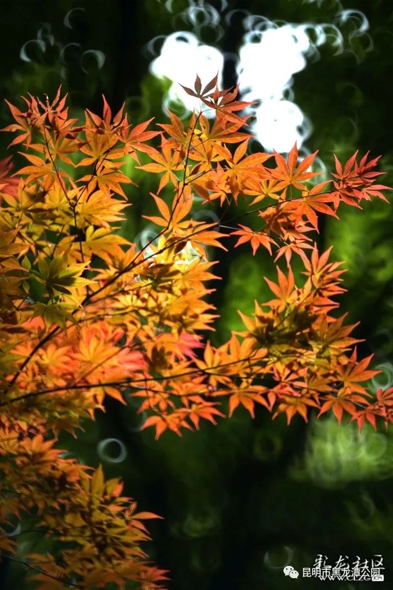 昆明市黑龙潭公园