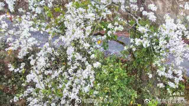 “昆明官渡发布”微博