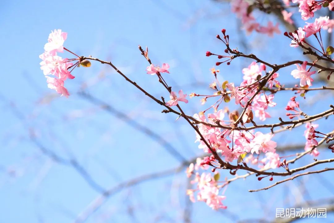 昆明动物园