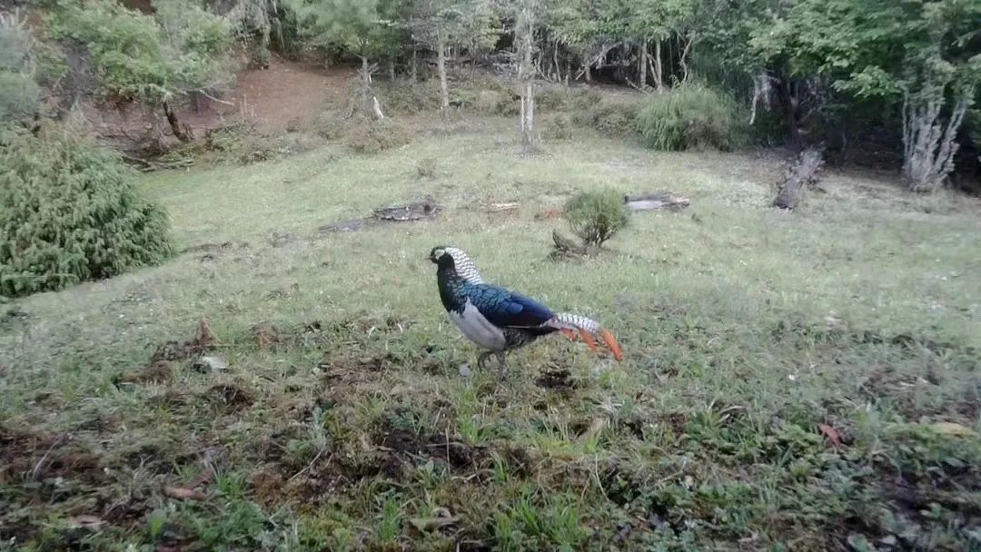 大理电视台