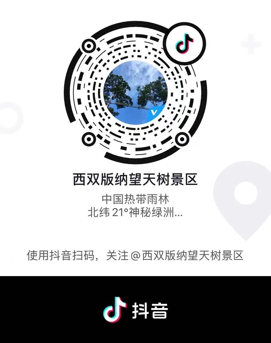 西双版纳望天树景区