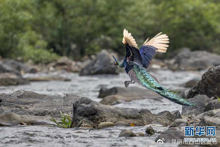 昆明市西山区发布