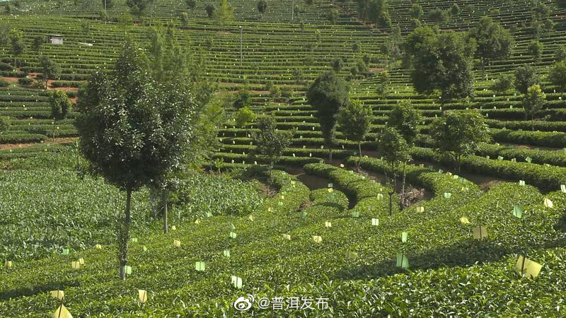 只此青绿 思茅区万亩有机茶园绘“春景”