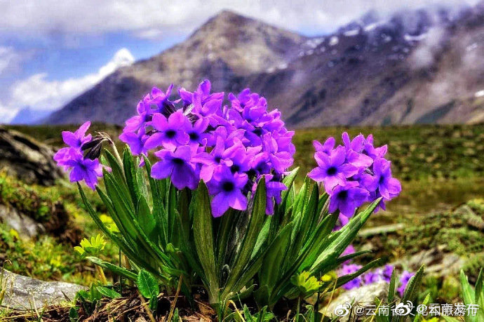 “云南发布”微博