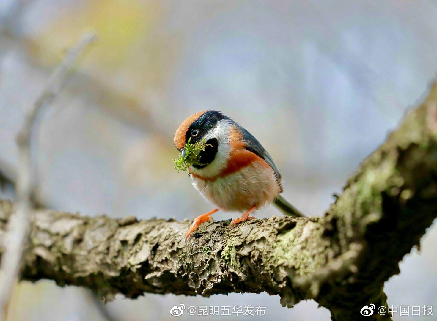 “昆明五华发布”微博