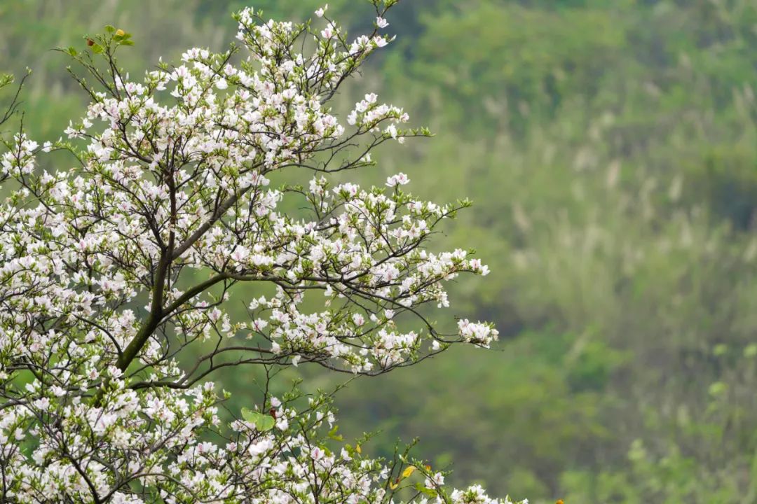 云南省文化和旅游厅