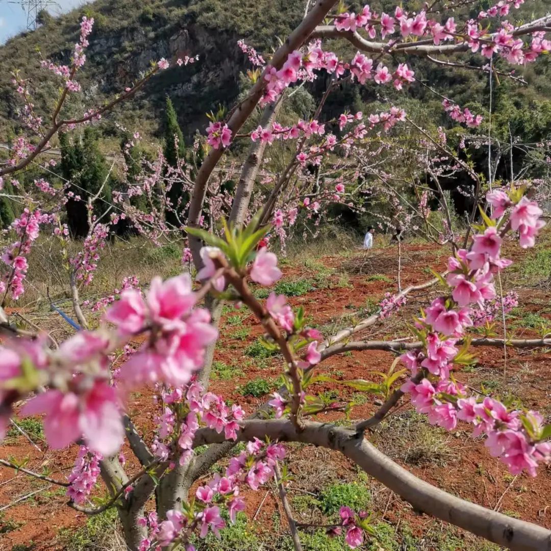 蒙自中医