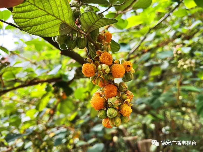 德宏广播电视台