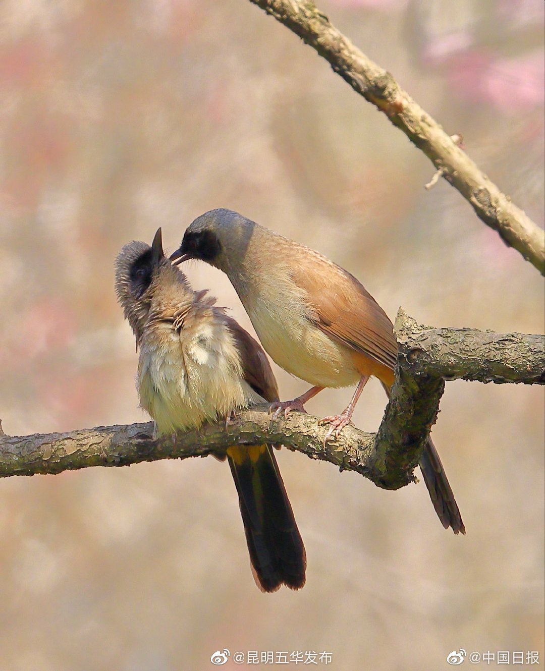 “昆明五华发布”微博